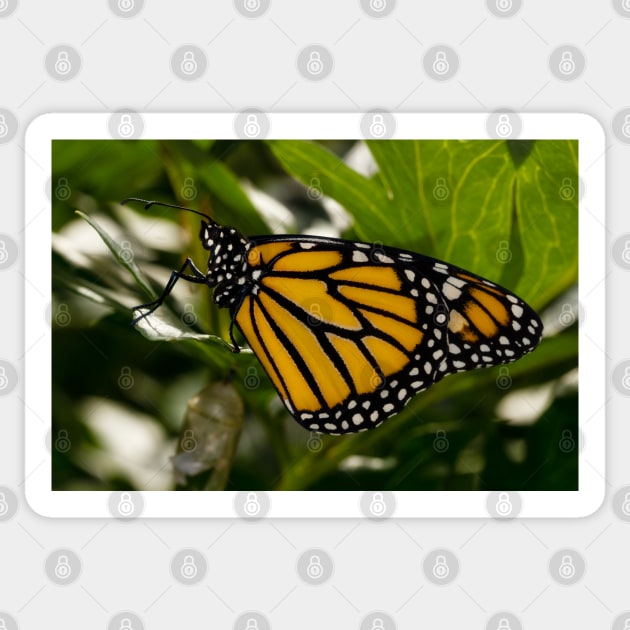 Monarch Butterfly 4 Sticker by Robert Alsop